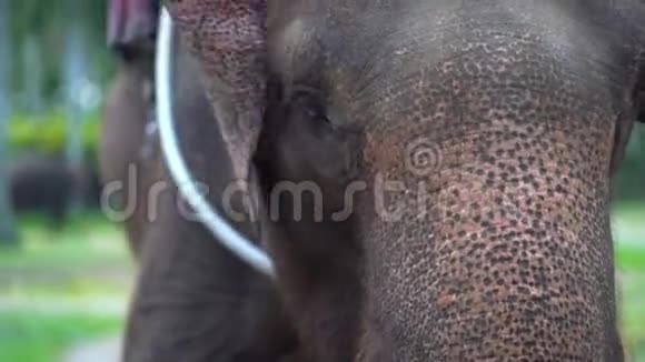大象在狩猎公园吃草木把嘴闭上亚洲巴厘视频的预览图