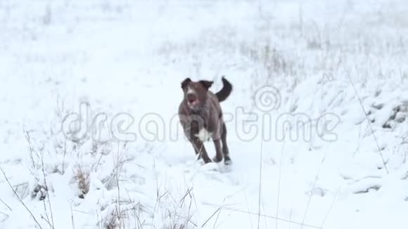 美丽的狗在雪地上玩慢动作视频的预览图