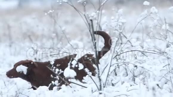 有趣的狗跳过第一个雪慢动作视频的预览图