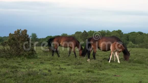 三匹野马在草地或田野里吃草视频的预览图