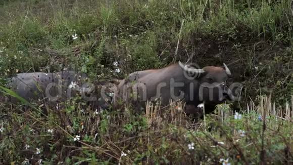 秋日越南北部萨帕两头水牛在草木上放牧视频的预览图