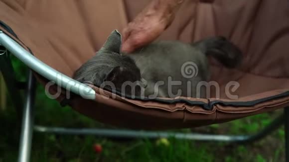 年长的宠物可爱的小猫深灰色的皮毛视频的预览图