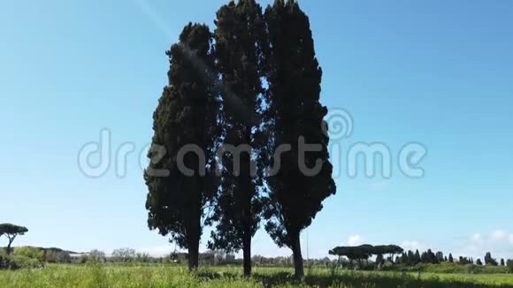 在农村三棵美丽的大柏树向蓝天升起视频的预览图