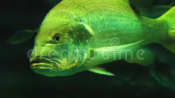 泰国海湾的巨型金鱼视频的预览图