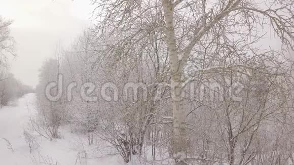 雪中的桦树视频的预览图