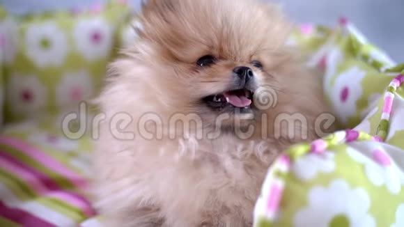一只可爱的毛茸茸的狗用爪子和舌头做有趣的动作视频的预览图