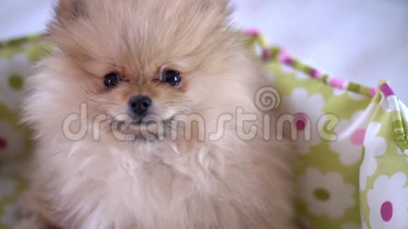 一只可爱的毛茸茸的狗盯着镜头视频的预览图