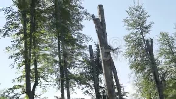 夏日山谷老松林阿尔卑斯山户外绿色自然景观山野空中视频的预览图
