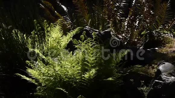 明亮的蕨类植物在森林中的黑暗阴影下坐着视频的预览图