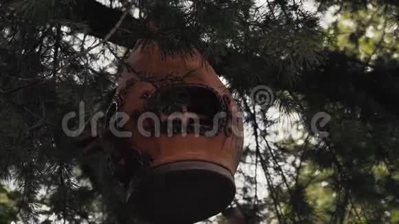 一棵树上挂着奇异的鸟食器视频的预览图