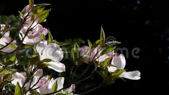阳光明媚的一天树肢上长出的淡花被点燃视频的预览图