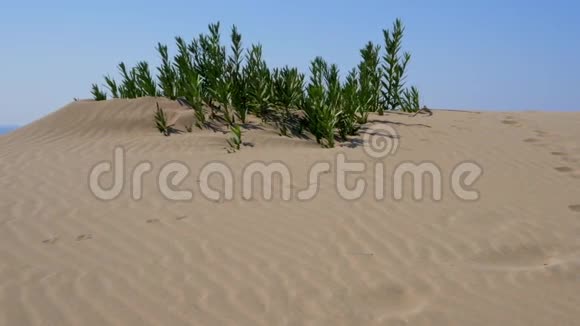 沙漠中的绿洲视频的预览图