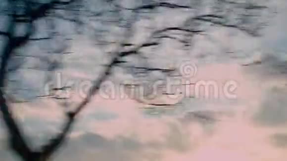 从车窗看到移动的树木视频的预览图