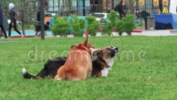 有趣的狗在城市公园的草坪上玩耍慢动作视频的预览图