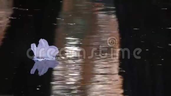 白色杜鹃花粉红色漂浮在黑暗的湖面上视频的预览图