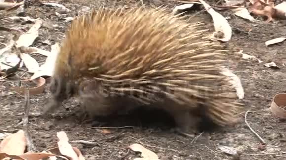 澳大利亚袋鼠岛的Echidna在做食品加工视频的预览图