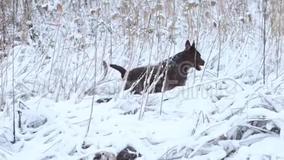 狗沿着雪域慢跑视频的预览图