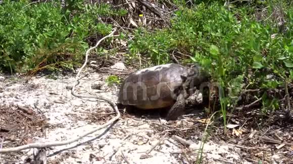沙丘中的龟食植被视频的预览图