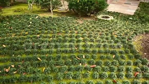 日本花园美丽的修剪过的草视频的预览图