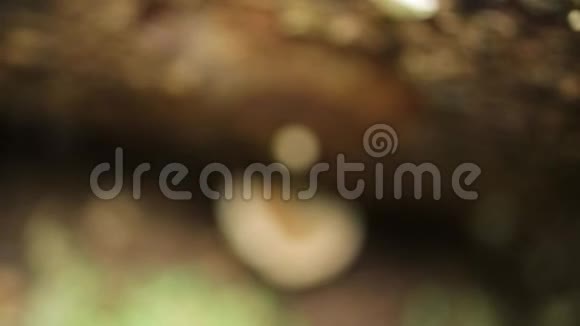 灵芝蘑菇视频的预览图
