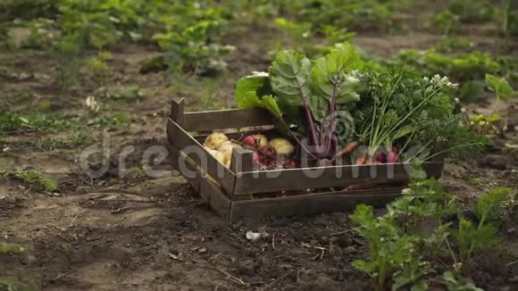 农夫拿着装满新鲜有机蔬菜的木箱在夕阳下沿着生态农场的花园床走视频的预览图
