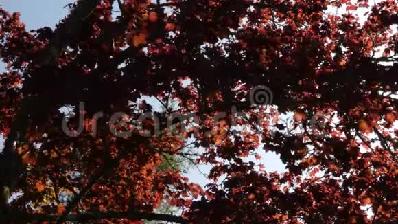 许多日本枫树的叶子是红色的在春天的几个月里生长视频的预览图