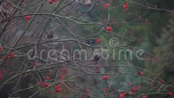 鸟吃山灰树高清镜头视频的预览图
