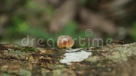 灵芝蘑菇视频的预览图