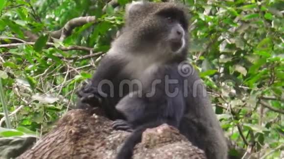 阿鲁沙的蓝猴NP视频的预览图