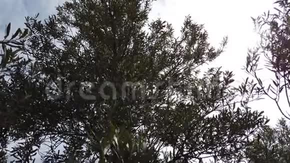 美丽的橄榄油戏剧性拍摄视频的预览图