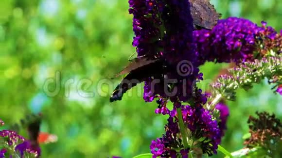 蝴蝶树上的蝴蝶视频的预览图