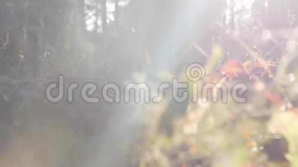 日出时穿着靴子穿过森林的女人秋林中散步的迷人女游客视频的预览图