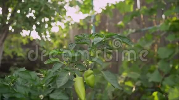 菜园里的青椒花园里长着青椒视频的预览图