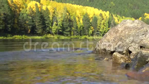 前景是一块被河洗过的大石头背景是一片离焦的秋林视频的预览图