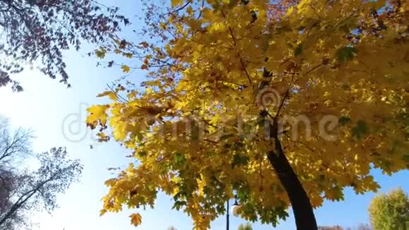 看公园里秋天的黄树视频的预览图