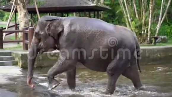 游泳后一头大象从水中湿出来巴厘岛亚洲野生动物园视频的预览图
