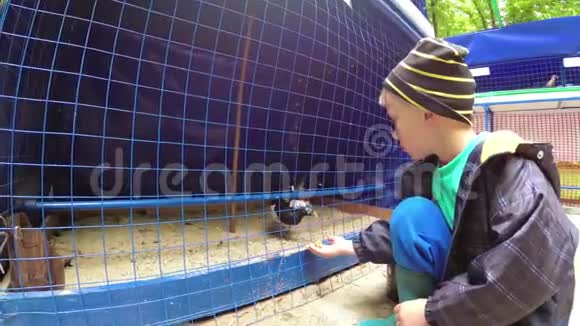 这个男孩在动物园里喂鸟视频的预览图