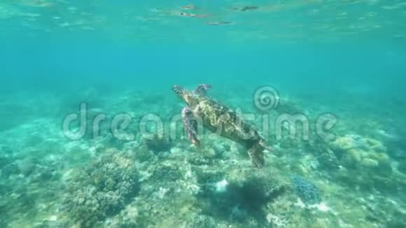 热带海龟在清澈的海水中游泳在水下观看海龟在蓝色水域的珊瑚礁上游泳视频的预览图