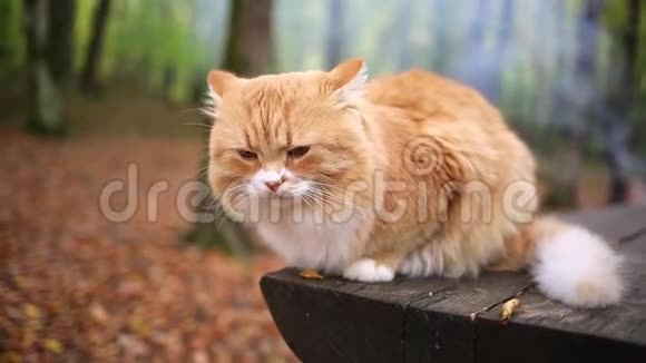 一只白红色的毛茸茸的猫躺在一张木凳上焦急地回头看着身后的冒烟的火快关门秋林视频的预览图
