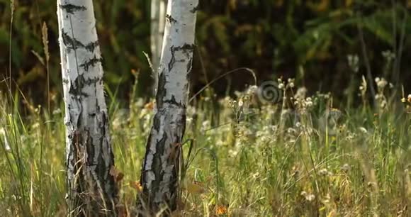桦树树干关闭俄罗斯白桦林夏季日落俄罗斯自然全景视频的预览图