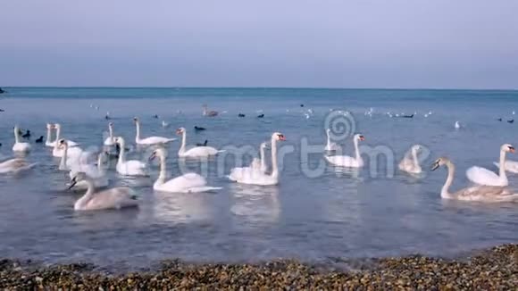 成群的白鸟天鹅漂浮在海水中海滩附近有小波浪视频的预览图