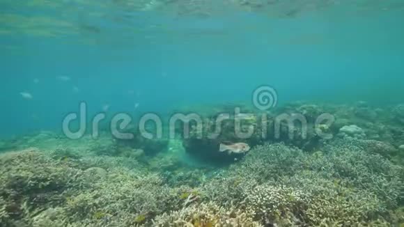 珊瑚和不同鱼类丰富的海洋保护区水下景象视频的预览图