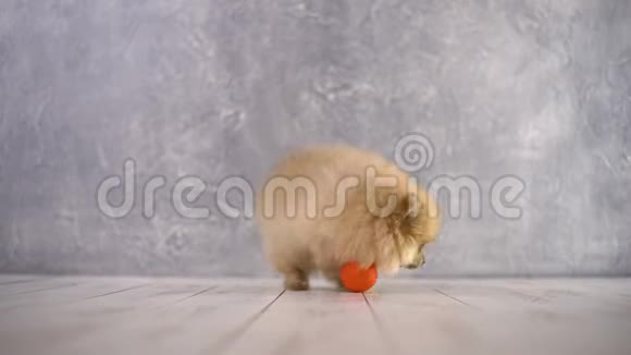可爱的毛茸茸的狗推着橙色的球视频的预览图