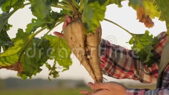 一位女性农民手持成熟甜菜特写镜头视频的预览图