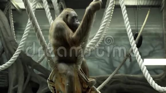 无聊的猩猩视频的预览图