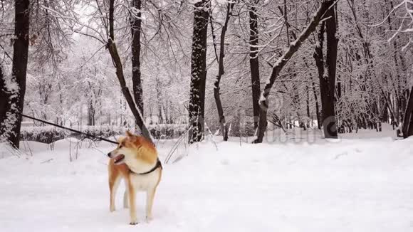 狗的红色石坝因努种特写正面看冬天下雪4K视频的预览图