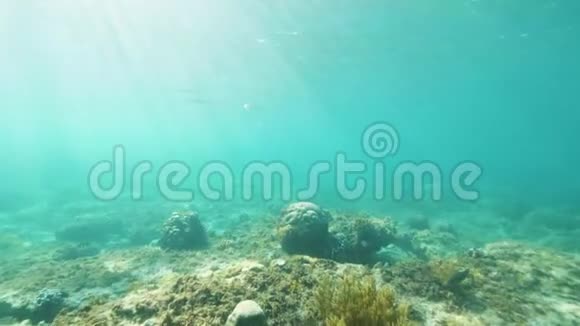 珊瑚礁上空的海洋中的鱼群视频的预览图