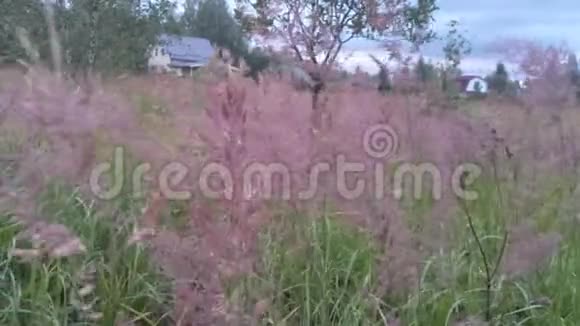 粉红色的狐狸草花在风中盛开和挥动不错的房子在后台视频的预览图