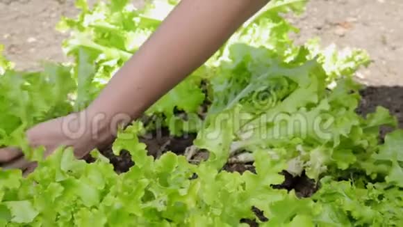 收获生菜的雌性手特写把莴苣从土壤里拉出来视频的预览图