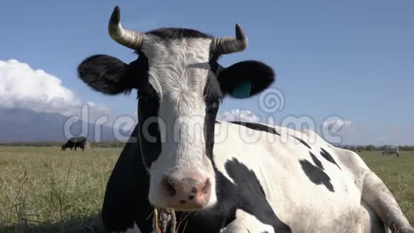 肖像挤奶奶牛躺在农场里休息消化食物在阳光明媚的背景蓝天上晒太阳视频的预览图